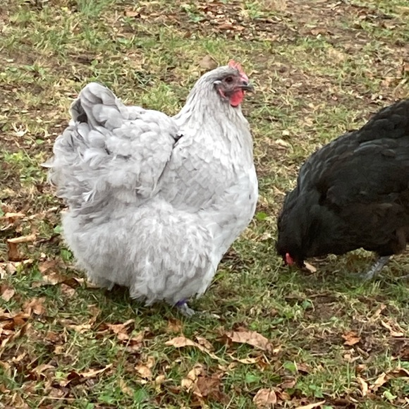 Meet your Posher, E - Picture 10 of 10